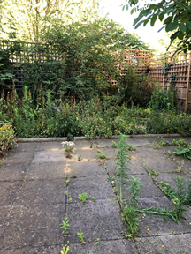 Weeds growing between paving slabs and an unkempt patch of garden.